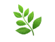 olive-1.png